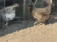 Gallina checa dorada veteada — foto 2