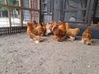 Pekin Bantam — zdjęcie 4
