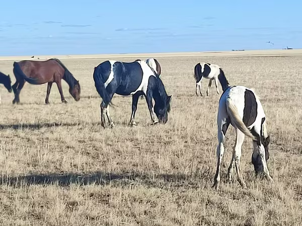 فرس, Horse breed