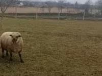 Carnero, Shroshire sheep — foto 4