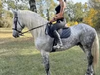 घोड़ा, Andalusian horse — फ़ोटो 2