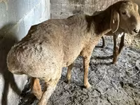 भेड़, Katum sheep — फ़ोटो 5