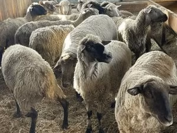 公羊, White Suffolk sheep