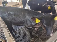 雌牛, Russian Black pied cattle — 写真 2