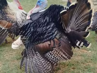 Turkeys — Foto 1