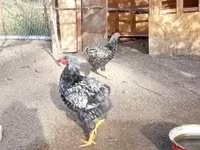 Chickens — photo 1