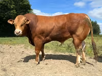 Taureau, Vache limousine — photo 4