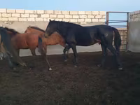 公马, Kushum Horse — 照片 4