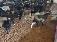 كبش, Suffolk sheep — الصورة 3