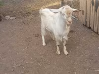 Billy Goat, Saanen goat — photo 1