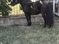 Kůň, Australian Pony — foto 4