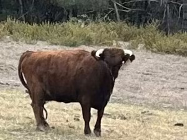 Vache, Dexter