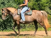 Klisna, Kentucky mountain daddle horse — foto 8