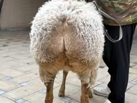 Brebis, Awassi sheep — photo 5