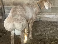 Carneiro, Edilbay sheep — foto 2