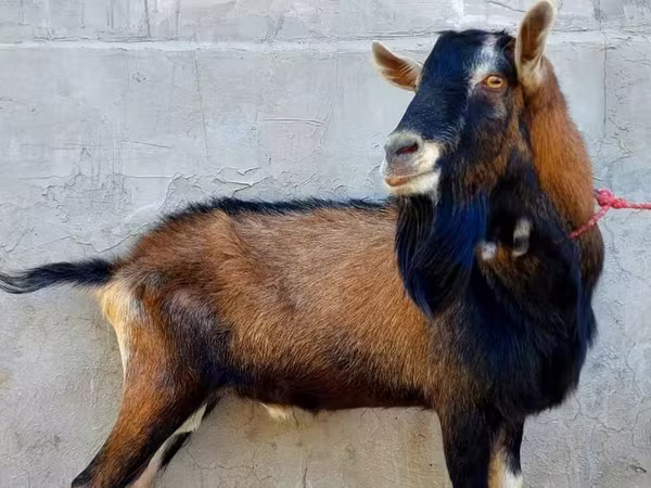 बकरी, Alpine goat