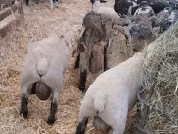 كبش, White Suffolk sheep