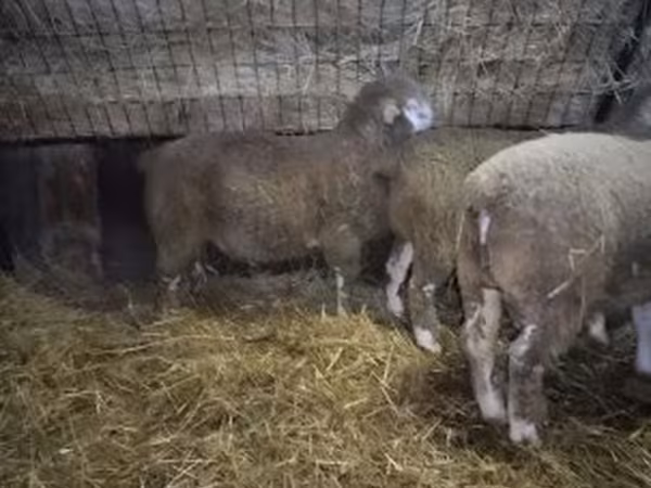 Beran, Ile-de-France sheep