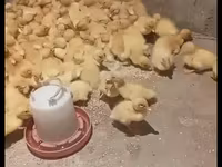بكين ألماني — الصورة 1