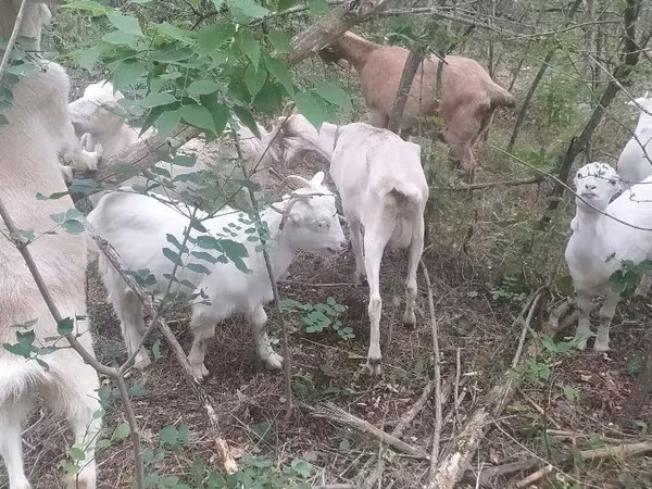 Goat, Nubian Goat