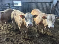 牛只（批次，未指定性别）, Charolais cattle — 照片 1