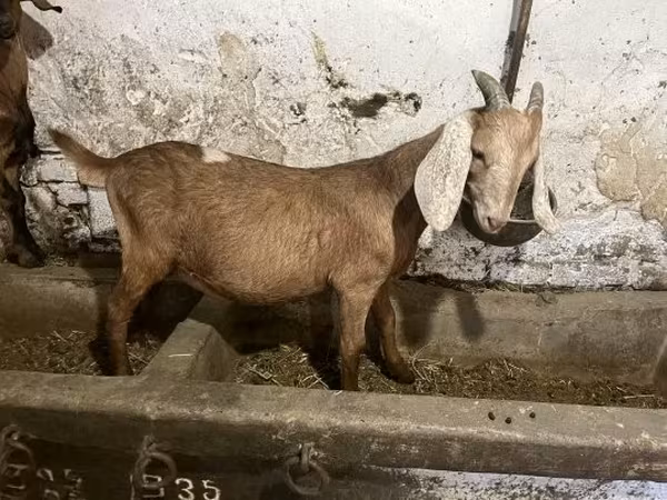 Billy Goat, Nubian Goat