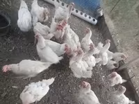 Leghorn — Foto 4