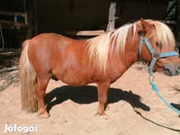 公马, Shetland Pony — 照片 4