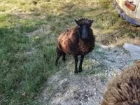 Oveja, Ouessant sheep — foto 6