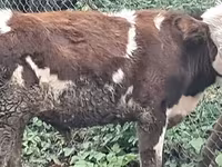 公牛, Red-spotted breed — 照片 3