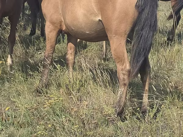 Jument, Mugalzhar horse