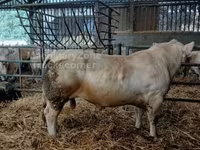公牛, Charolais cattle — 照片 2
