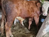 Buğa, Simmental cattle — foto 1