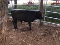 Cow, Dexter — photo 6
