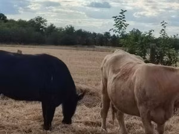 母牛, Aberdeen-Angus