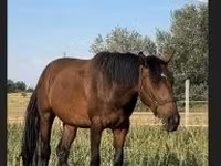Stute, Nonius horse — Foto 5