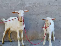बकरी, Saanen goat — फ़ोटो 2