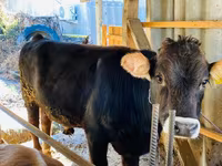 Bull, Aberdeen-Angus — photo 2