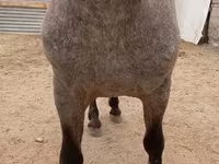 Cheval, Appaloosa — photo 3
