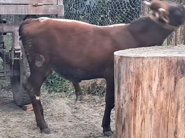 公牛, Cattle
