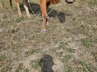 Vache, Race Alatauskaya — photo 4