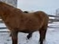 Hengst, Yakutian horse — Foto 5