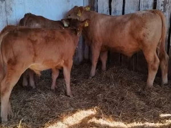 सांड, Simmental cattle