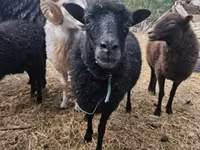 Schaf, Ouessant sheep — Foto 1