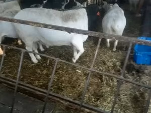 كبش, Dorper sheep