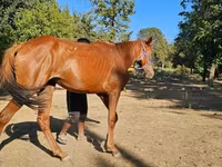 Yegua, Arabian horse — foto 2
