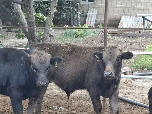 公牛, Aberdeen-Angus