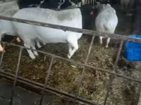 كبش, Dorper sheep — الصورة 1
