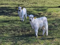 Vache, Vache galloise — photo 3