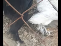 Poule soie — photo 5